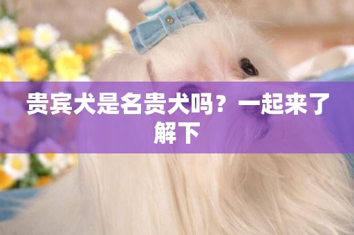 貴賓犬是名貴犬嗎？一起來了解下