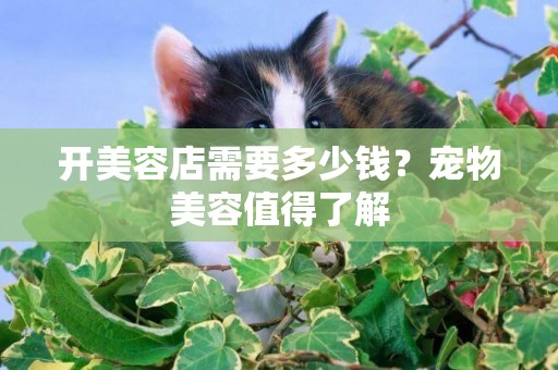 開美容店需要多少錢？寵物美容值得了解