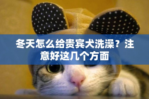 冬天怎么給貴賓犬洗澡？注意好這幾個方面