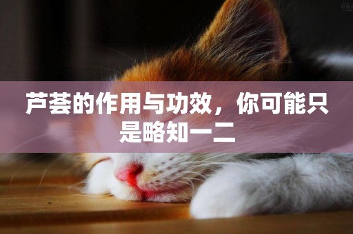 蘆薈的作用與功效，你可能只是略知一二