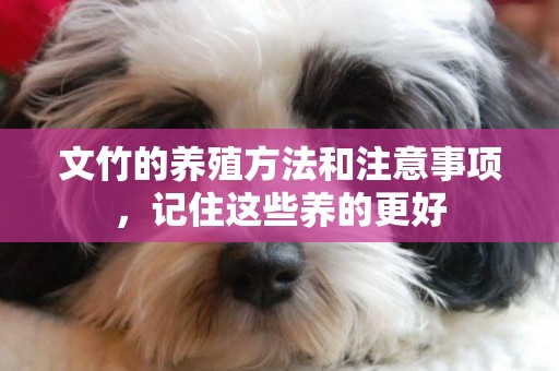 文竹的養殖方法和注意事項，記住這些養的更好