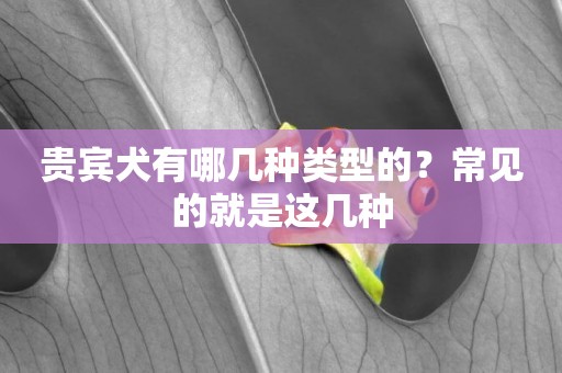 貴賓犬有哪幾種類型的？常見的就是這幾種