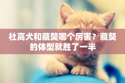 杜高犬和藏獒哪個厲害？藏獒的體型就勝了一半