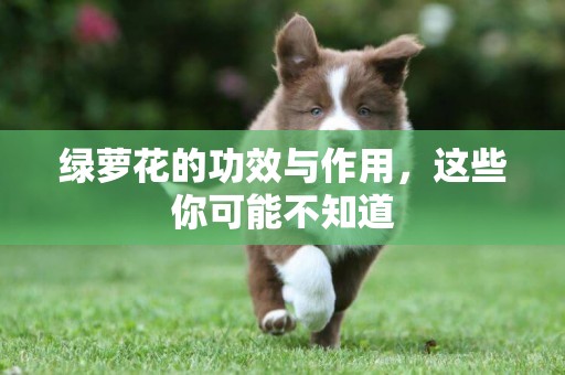 綠蘿花的功效與作用，這些你可能不知道