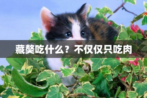 藏獒吃什么？不僅僅只吃肉