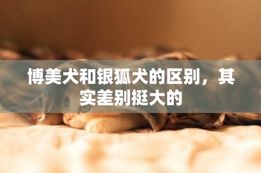 博美犬和銀狐犬的區別，其實差別挺大的