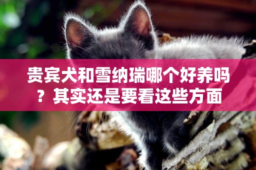 貴賓犬和雪納瑞哪個好養嗎？其實還是要看這些方面