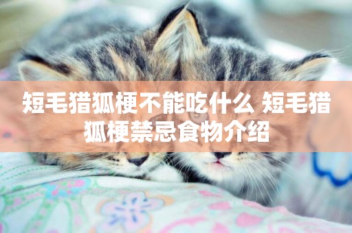 短毛獵狐梗不能吃什么 短毛獵狐梗禁忌食物介紹