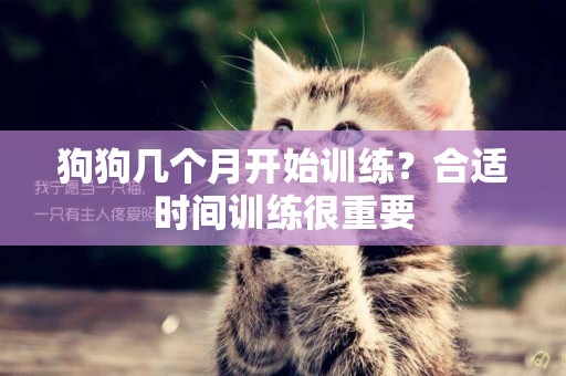 狗狗幾個月開始訓練？合適時間訓練很重要