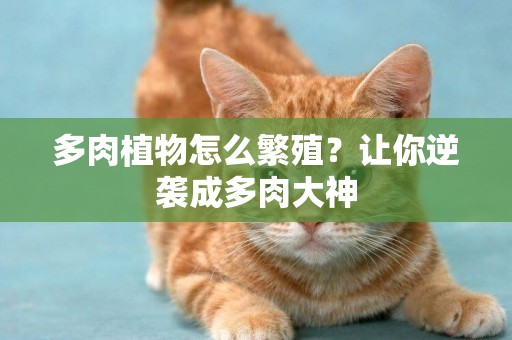 多肉植物怎么繁殖？讓你逆襲成多肉大神