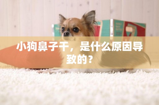 小狗鼻子干，是什么原因導致的？