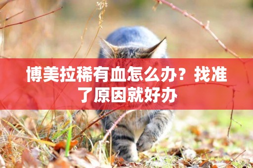 博美拉稀有血怎么辦？找準了原因就好辦