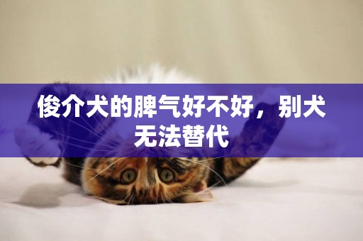 俊介犬的脾氣好不好，別犬無法替代