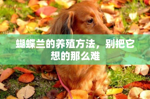 蝴蝶蘭的養殖方法，別把它想的那么難