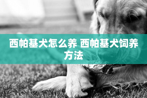 西帕基犬怎么養 西帕基犬飼養方法