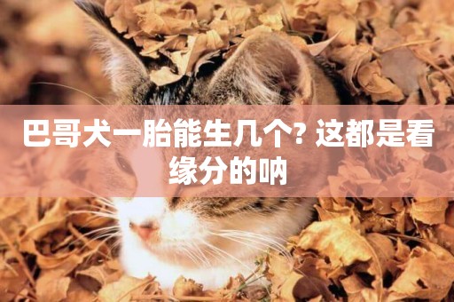 巴哥犬一胎能生幾個? 這都是看緣分的吶