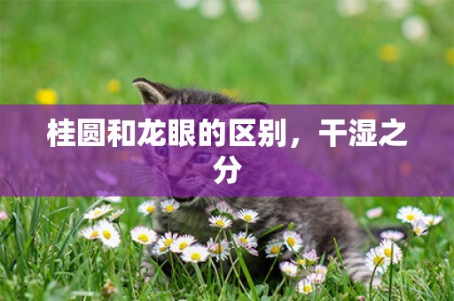 桂圓和龍眼的區別，干濕之分