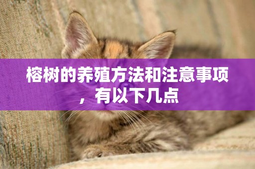 榕樹的養殖方法和注意事項，有以下幾點