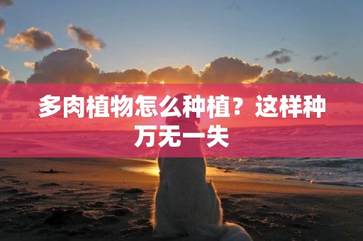 多肉植物怎么種植？這樣種萬無一失