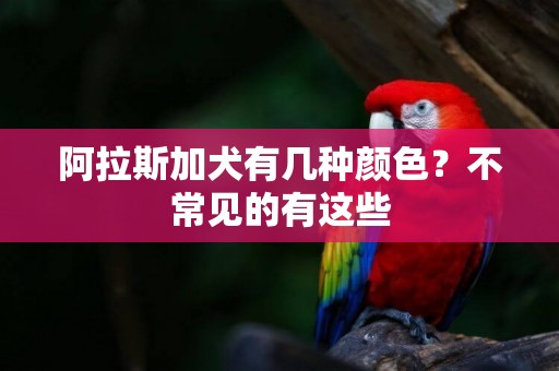 阿拉斯加犬有幾種顏色？不常見的有這些