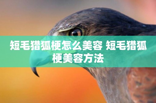 短毛獵狐梗怎么美容 短毛獵狐梗美容方法