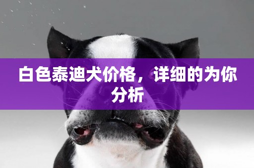 白色泰迪犬價格，詳細的為你分析