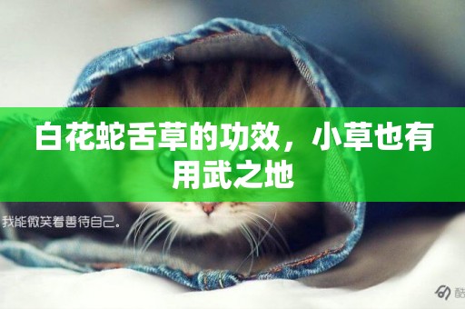 白花蛇舌草的功效，小草也有用武之地