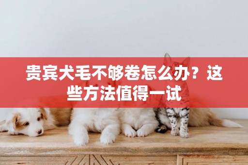 貴賓犬毛不夠卷怎么辦？這些方法值得一試