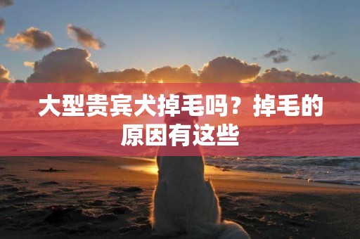 大型貴賓犬掉毛嗎？掉毛的原因有這些