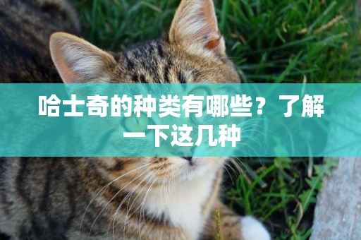 哈士奇的種類有哪些？了解一下這幾種