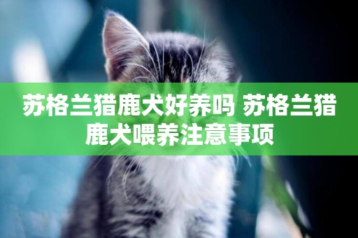 蘇格蘭獵鹿犬好養嗎 蘇格蘭獵鹿犬喂養注意事項