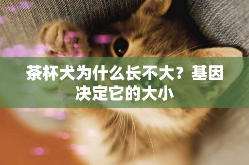 茶杯犬為什么長不大？基因決定它的大小