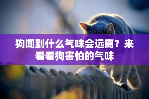 狗聞到什么氣味會遠離？來看看狗害怕的氣味