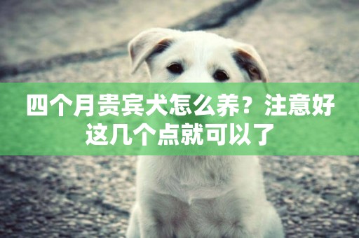 四個月貴賓犬怎么養？注意好這幾個點就可以了