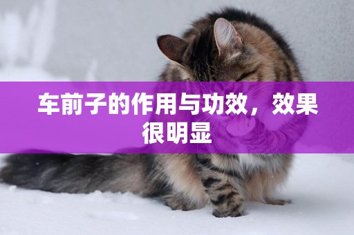 車前子的作用與功效，效果很明顯