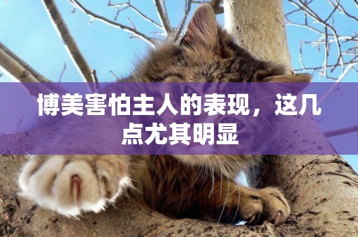 博美害怕主人的表現，這幾點尤其明顯