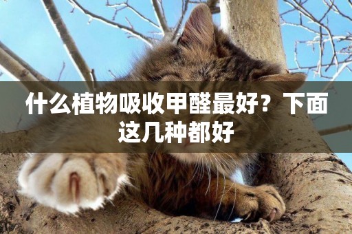 什么植物吸收甲醛最好？下面這幾種都好