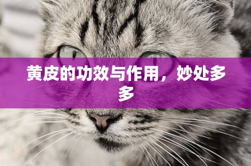 黃皮的功效與作用，妙處多多