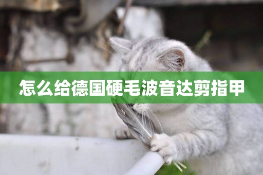 怎么給德國硬毛波音達剪指甲