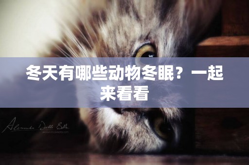冬天有哪些動物冬眠？一起來看看