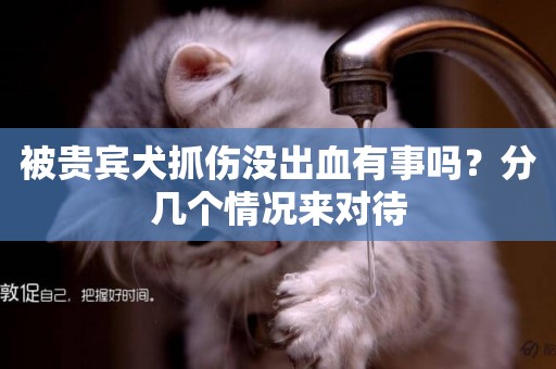 被貴賓犬抓傷沒出血有事嗎？分幾個情況來對待