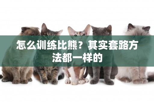 怎么訓練比熊？其實套路方法都一樣的
