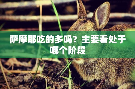 薩摩耶吃的多嗎？主要看處于哪個階段