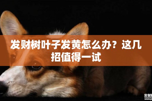 發財樹葉子發黃怎么辦？這幾招值得一試