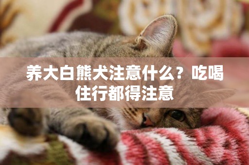 養大白熊犬注意什么？吃喝住行都得注意