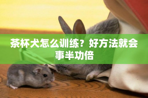 茶杯犬怎么訓練？好方法就會事半功倍