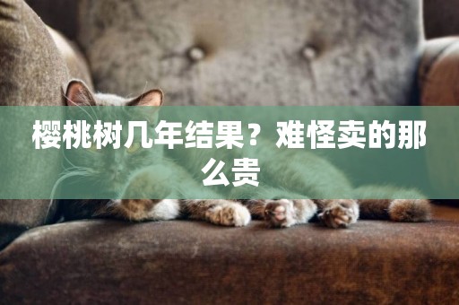 櫻桃樹幾年結果？難怪賣的那么貴