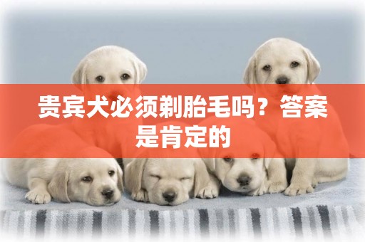 貴賓犬必須剃胎毛嗎？答案是肯定的
