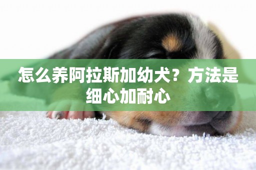 怎么養阿拉斯加幼犬？方法是細心加耐心