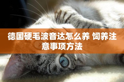 德國硬毛波音達怎么養 飼養注意事項方法
